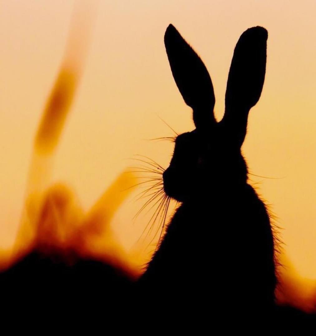 DCButtons's tweet image. Time for the Mid-Autumn Festival……