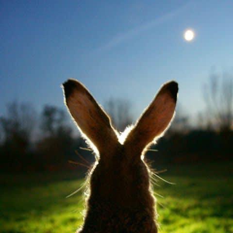 DCButtons's tweet image. Time for the Mid-Autumn Festival……