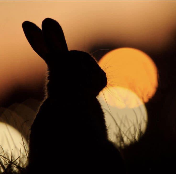 DCButtons's tweet image. Time for the Mid-Autumn Festival……