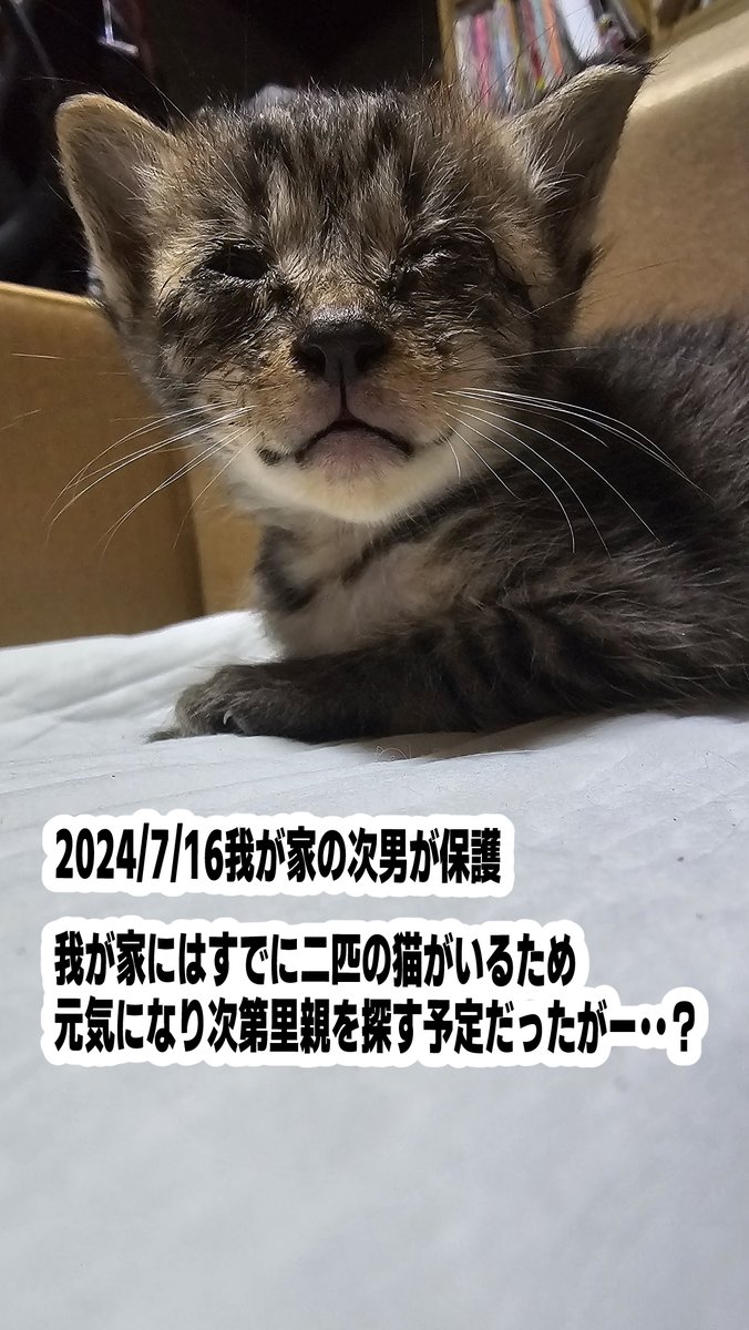 うちの子です 