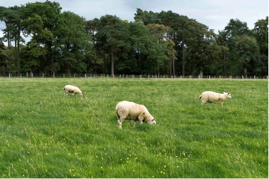 You are what (and how) you eat, or what #grazing strategies can support parasite control 🐑  

In our new blog post, #SEFARI researchers talk about their <a href="/SGRESAS/">RESAS</a> research project on #LivestockProductivity.

Read more on our website➡️sefari.scot/blog/2024/09/1…