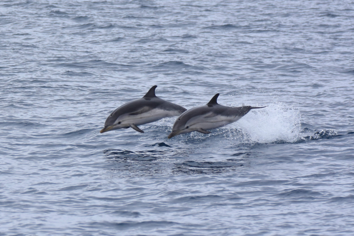 submon_'s tweet photo. 🐋🌊 ¡Descubre la #biodiversidad #marina en el litoral catalán! Con nuestra guía básica para identificar #cetáceos, aprenderás a reconocer las especies más comunes como el #delfín listado, el delfín mular o el majestuoso #rorcual común 🐬🔗 https://t.co/25bDn94Eho https://t.co/QROGgzPQCN