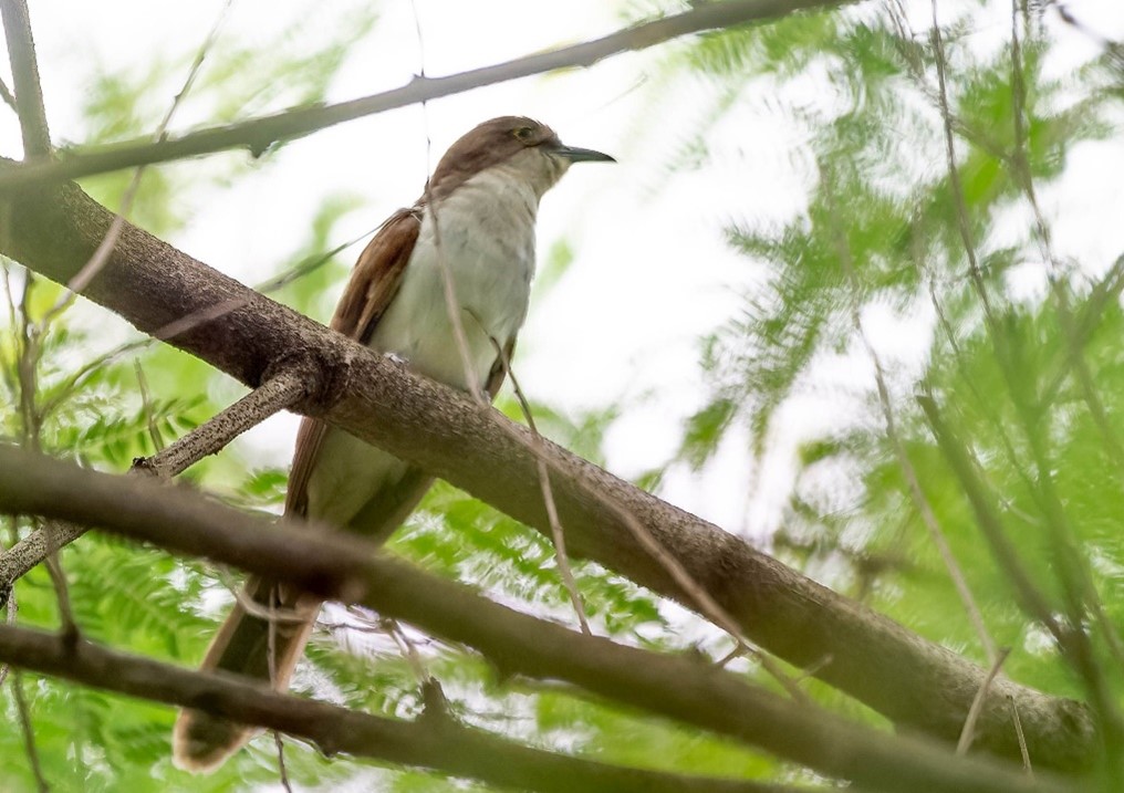 New paper OUT in <a href="/AvocettaJournal/">Avocetta</a> 
New extra-Amazonian records of the Black-billed #Cuckoo Coccyzus erythropthalmus (Cuculidae) for Brazil
by Schunck et al. 
doi.org/10.30456/AVO.2…