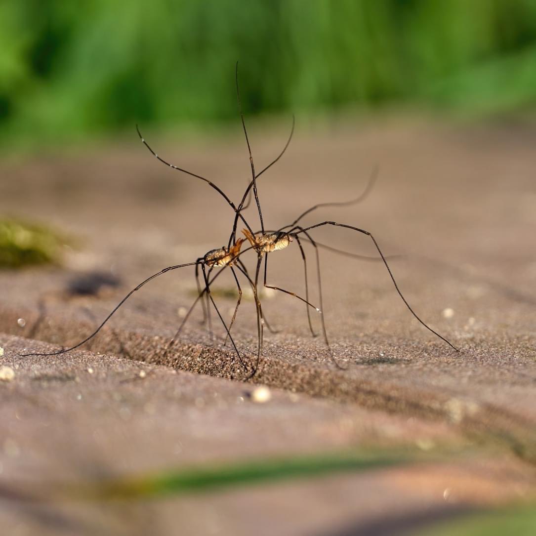 Numbers of many arachnids peak in late summer, which is how harvestmen got their name. Eight-legged but not spiders, these wonderful creatures have long, spindly limbs holding up a body that always seems much too small. 
Harvestmen lack venom and eat just about anything.