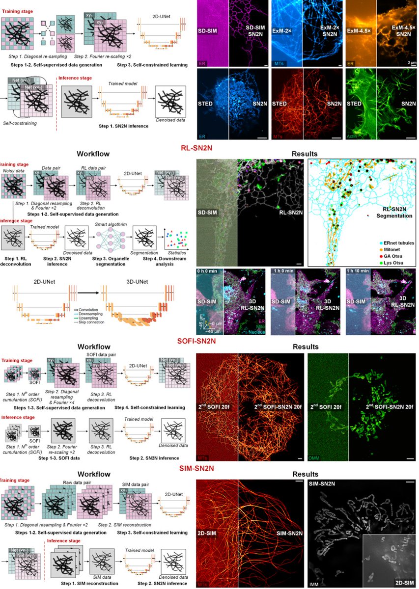 Weisong Zhao (@weisong_zhao) on Twitter photo Out at <a href="/naturemethods/">Nature Methods</a> just now!
nature.com/articles/s4159…
We present #SN2N, a flagship level unsupervised denoising solution. It’s fully competitive with supervised learning without needing large training-set and clean ground-truth, using 1 noisy frame for training.
(1/n) Out at <a href="/naturemethods/">Nature Methods</a> just now!
nature.com/articles/s4159…
We present #SN2N, a flagship level unsupervised denoising solution. It’s fully competitive with supervised learning without needing large training-set and clean ground-truth, using 1 noisy frame for training.
(1/n)