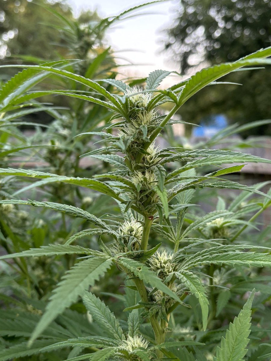 WeedVet's tweet photo. Flowers, flowers flowers….

…everywhere flowers… https://t.co/C0FqIqKfJc