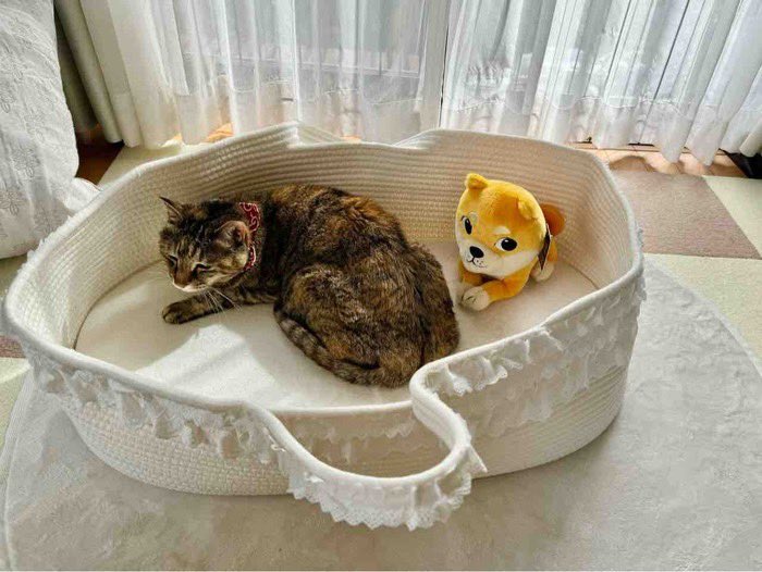 <a href="/cb_doge/">DogeDesigner</a> 🚀 Attention $CATE Fam! 🚀 We're thrilled to kick off Cat Season on ETH! 🐈🔥 With Atsuko Sato, Kabosu's owner, revealing her first pet was a cat, $CATE is primed to lead this super meme run. We're early, and $CATE's potential is astronomical! 🐾🚀 #CATE #ETH #MemeRun