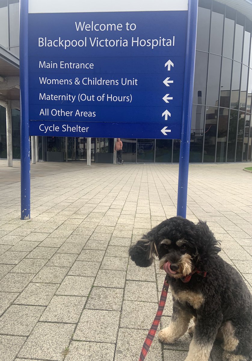 claireburrows07's tweet image. Archie’s first day as a @PetsAsTherapyUK dog for @BlackpoolHosp and he absolutely nailed it! So proud of him! 💙 xx

#PATDog #therapydog #dogs #therapy #therapydogsrock #mentalhealth #animalassistedtherapy #petsastherapy #pettherapy #doglover #cutedogs #cavapoo