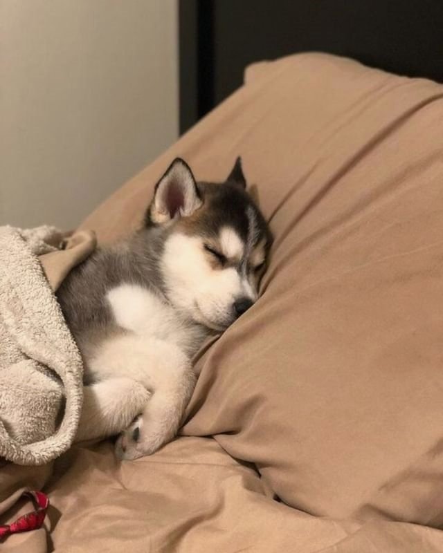 Don’t disturb me please 👏🤣
#husky #huskytwitter #dog