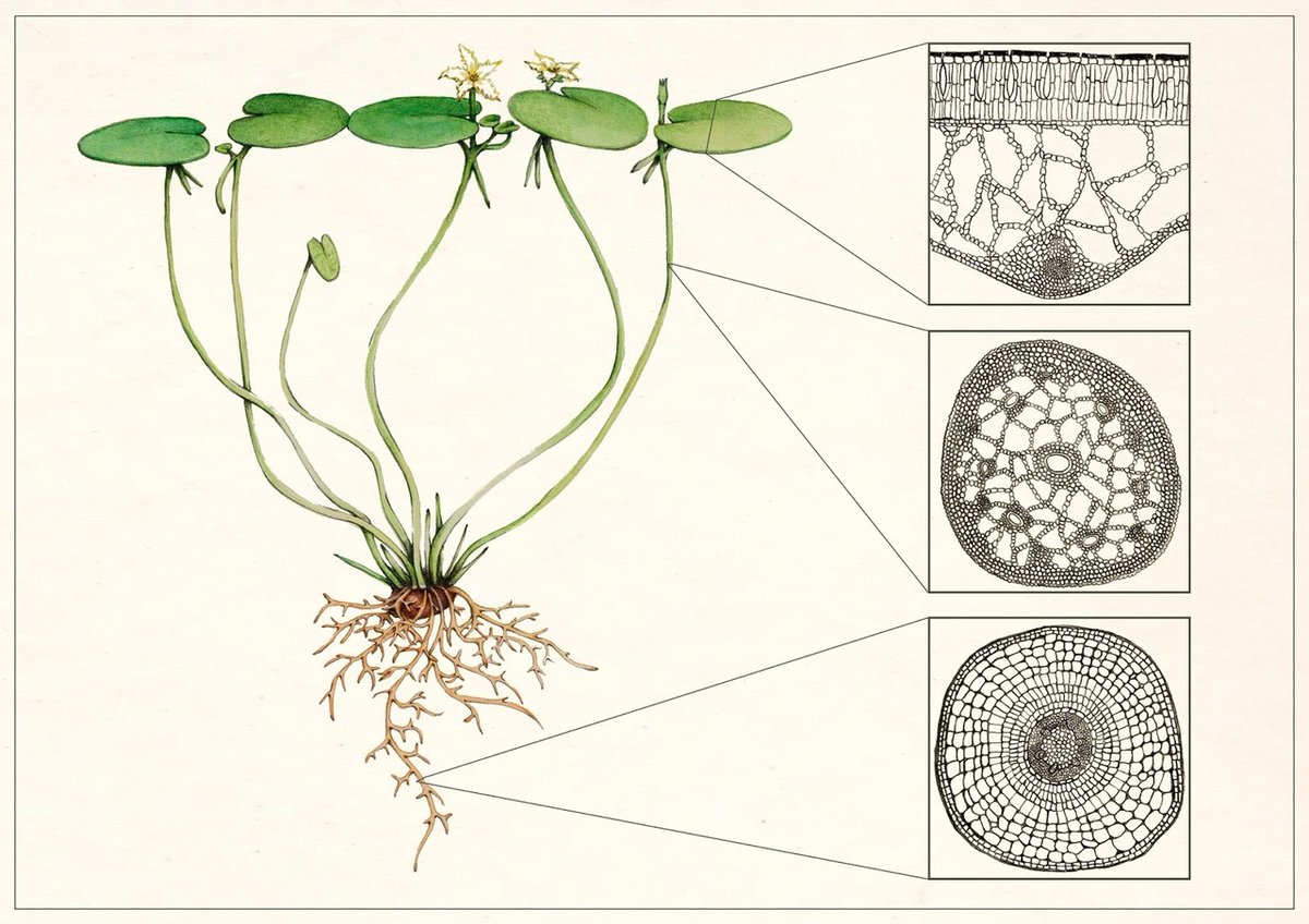 #Anatomía vegetal, Laura Macías Álvarez #botanicalillustration #illustraciencia ift.tt/EmRIsSV