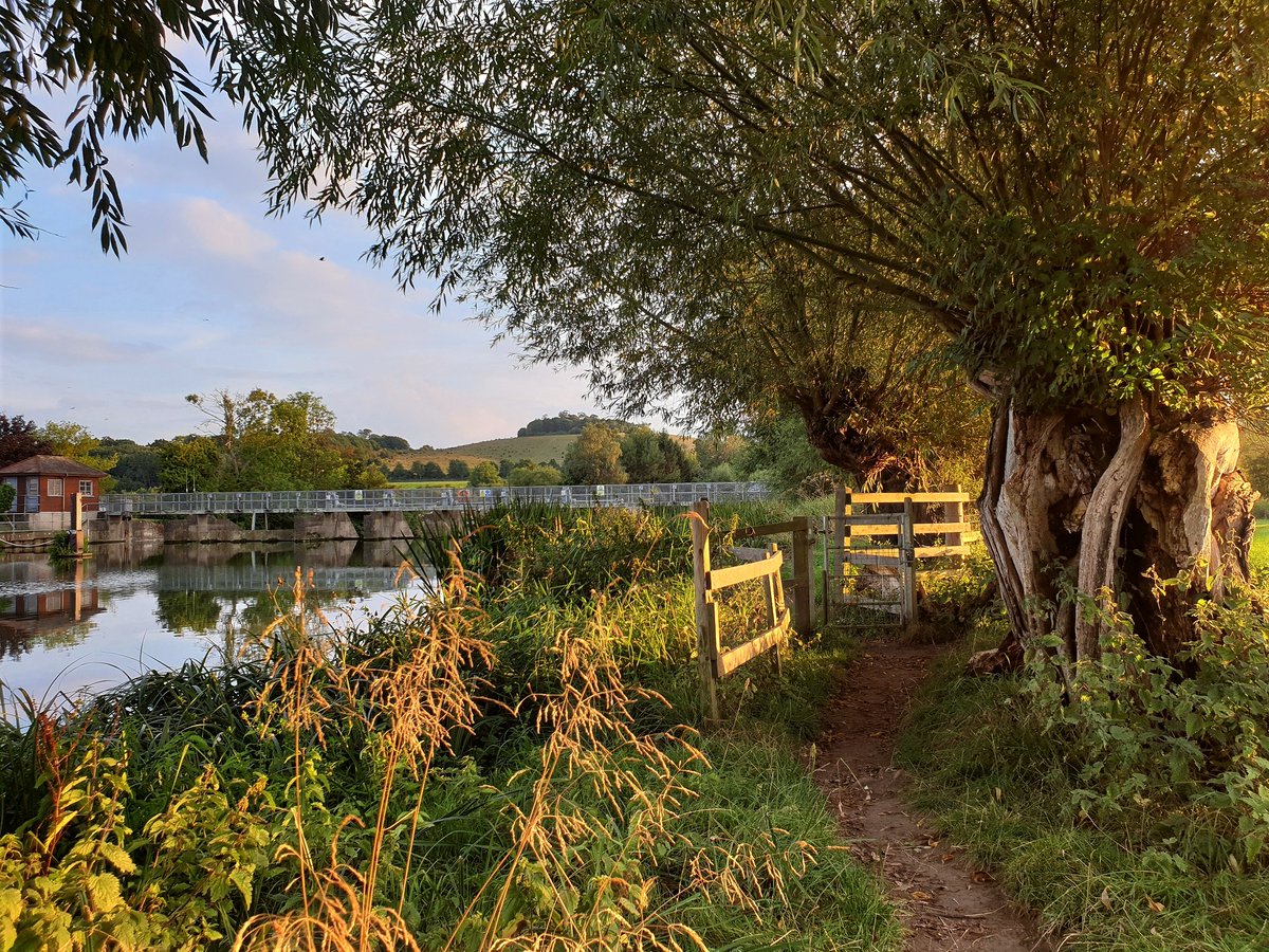 On a very blustery, almost wintry, day we're looking back to sunnier day on the #ThamesPath with late afternoon sun shining onto thick trunks of pollarded willows near Wittenham Clumps 1/2