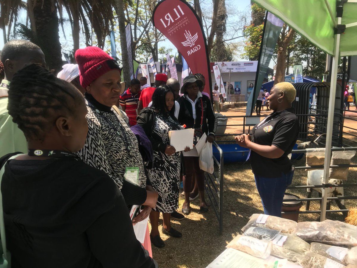 ILRI's tweet photo. From 26– 31 August, our researchers were excited to share findings with #farmers, academia and government institutions on tackling #climatechange, feed shortage, livestock diseases, breed selection and improvement at the #Zimbabwe Agricultural Show
#solutionswithlegs #ZAS114 https://t.co/OoURGVuCOF