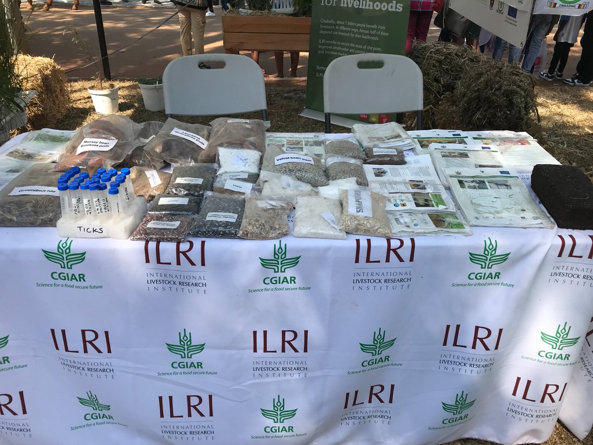 ILRI's tweet photo. From 26– 31 August, our researchers were excited to share findings with #farmers, academia and government institutions on tackling #climatechange, feed shortage, livestock diseases, breed selection and improvement at the #Zimbabwe Agricultural Show
#solutionswithlegs #ZAS114 https://t.co/OoURGVuCOF