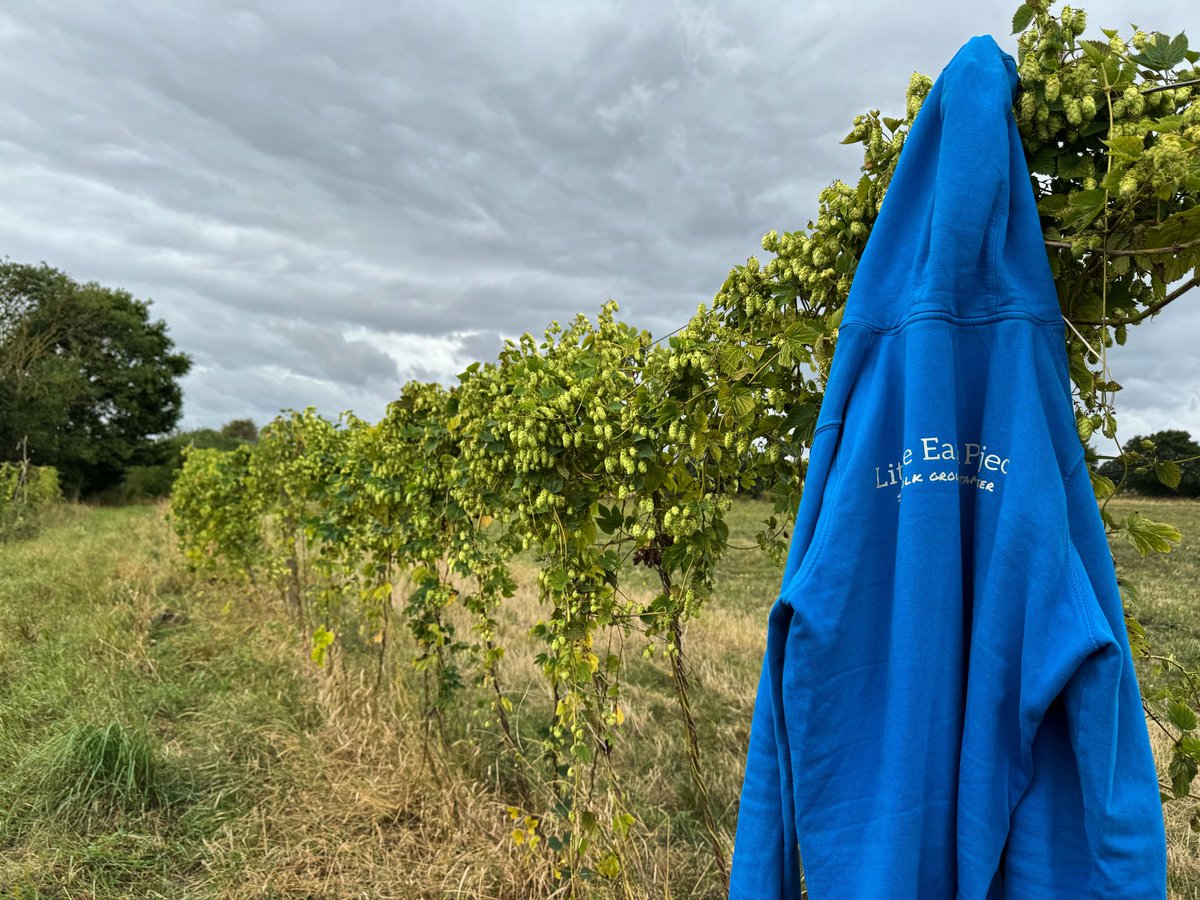 First proper week of hop picking! It’s a bit autumnal, the hoodie has been on and off. We’ve been picking some First Gold today and the Centennial (pictured) are looking and smelling great!