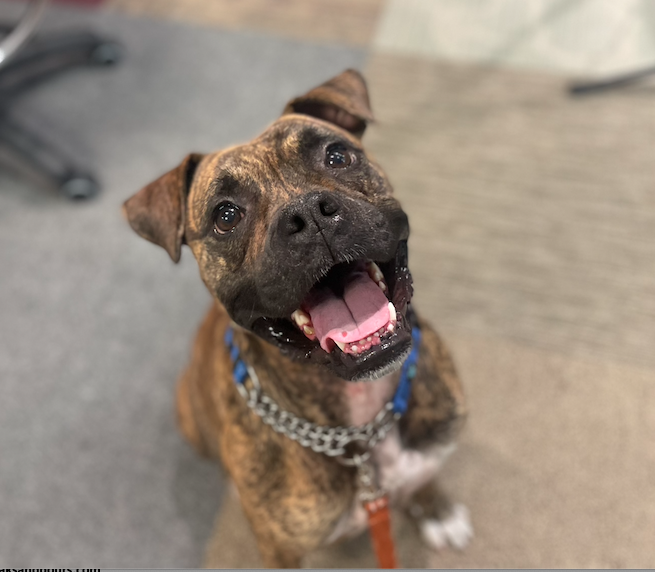 mountain1073's tweet photo. Our Waggly Buddy for September "Vizzini" was adopted over the weekend!  Tune in every first Friday of the month at 8AM for the Waggly Buddy segment with Cody from the Humane Society of the Pikes Peak Region and a featured pet, sponsored by Knobbs Chiropractic. https://t.co/3202bUAV8T