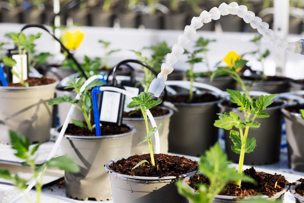 🚀 The 4th Autonomous Greenhouse Challenge is on! Teams at <a href="/WUR/">Wageningen U&R</a> are growing dwarf tomatoes autonomously. With our PATS x Crop-Scanner™ integration, they’ll use Trap-Eye™ and PATS-C data for smart IPM decisions. 🍅🌱 Good luck to all the teams!