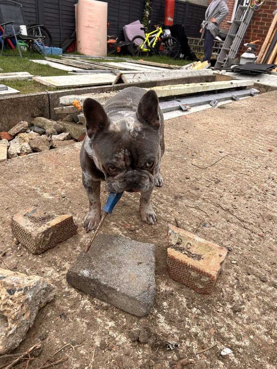 BabyBoyNoNameY1's tweet photo. Today I’m helping pass stuff! 🩵🫶🏻🐾🥰 #cuteboss #helper #tuesdayvibe https://t.co/fGGPGsI4ST