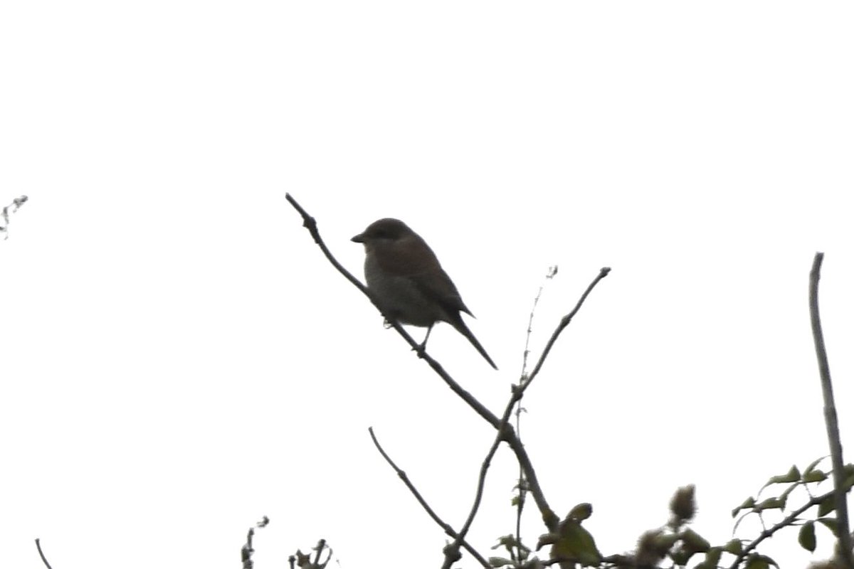 Stan Davis tweet media