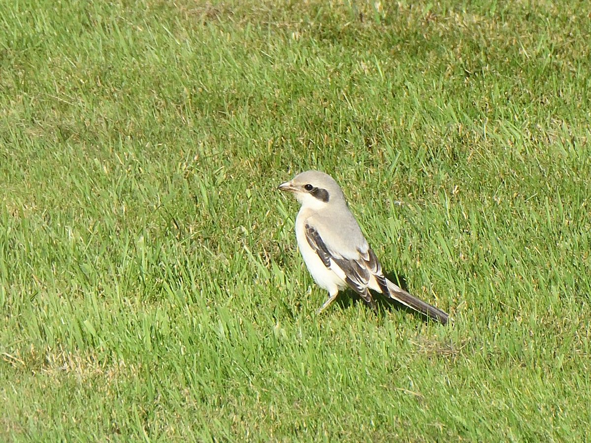 lenhunter19's tweet photo. A few of the Winterfield Golf Club Shrike from this morning
@birdinglothian 
@RSPBEdinburghLG https://t.co/tEvIN1NnIv
