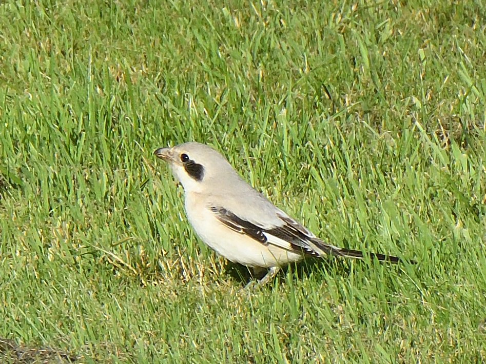 lenhunter19's tweet photo. A few of the Winterfield Golf Club Shrike from this morning
@birdinglothian 
@RSPBEdinburghLG https://t.co/tEvIN1NnIv