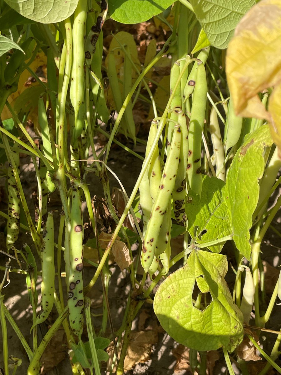 Ontario dry bean Antracnose in the field.  Has been seen throughout the province at the highest levels since I have looking (2015). Appears to still be race 73, though why it is showing up in 2024 is to be determined. We are collecting samples to determine cause.