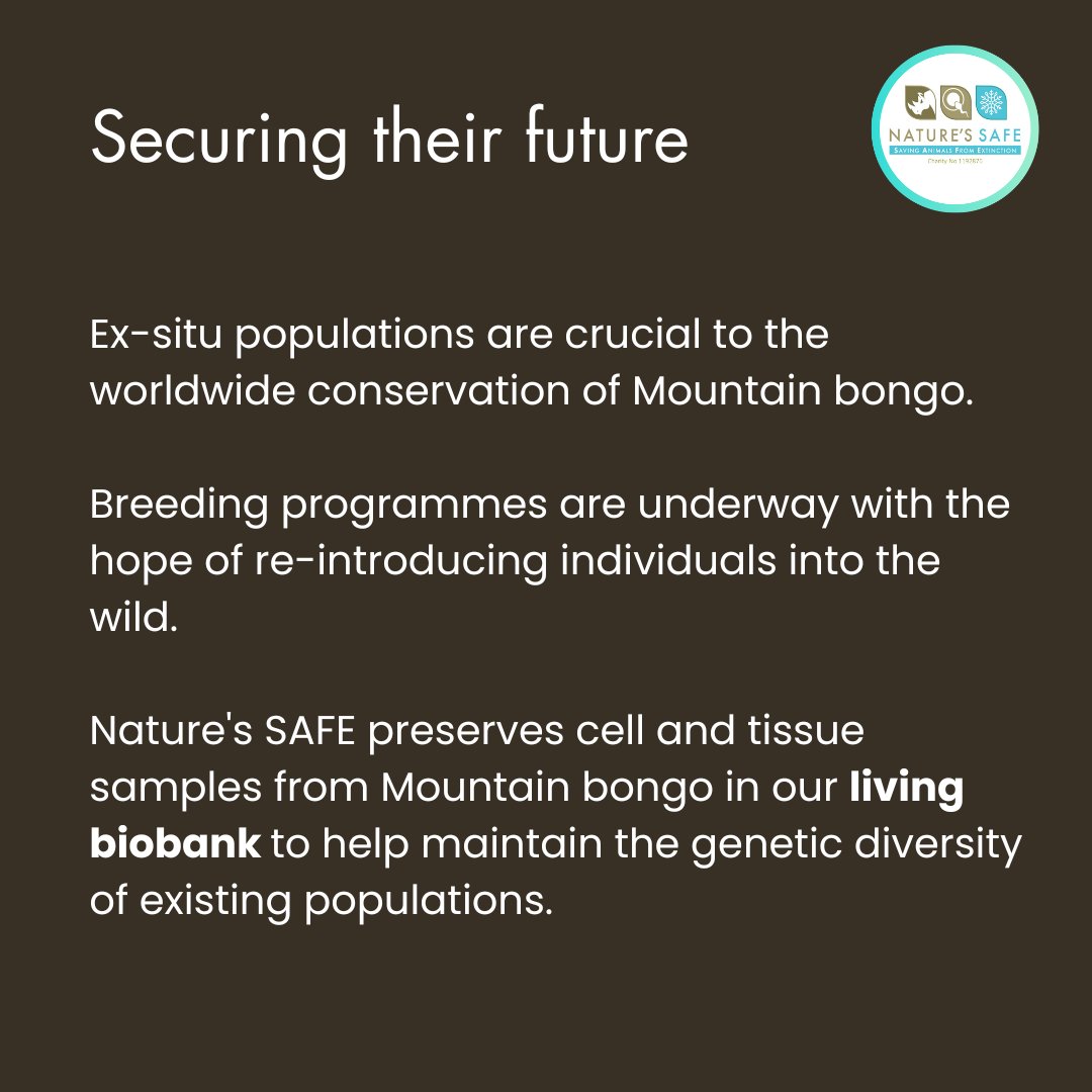 The Mountain bongo is Critically Endangered. As of 2016, only 80 individuals survived in the wild.

We store samples to maintain the genetic diversity of existing populations of Mountain bongos to aid long-term survival.

Read more here: natures-safe.com/species/mounta…