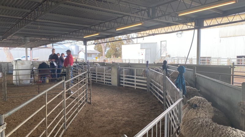 Busy day today doing the pre-shearing classing and mid-side sampling of the Yardstick  #AMSEA Merino #sireevaluation hoggets. A big thank you to the <a href="/DPIRDbroadacre/">DPIRD Broadacre - WA Grains & Livestock</a> Katanning Research Station staff for the excellent presentation of the sheep and facilities #merinosuperiorsires
