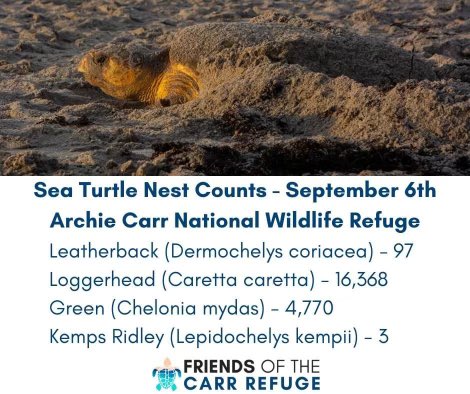 carrrefuge's tweet photo. Latest Carr Refuge nesting  #’s. Thx to @UCFTurtleLab, SISP (@FLStateParks), and EAI for their data!
#seaturtle @saveseaturtles @SeaTurtleTalks
@conserveturtles @spot_turtles @SpeSeas @SEEturtles 
@seaturtle241 @SeaTurtleInc  @seaturtleweek https://t.co/oNFcen21rM