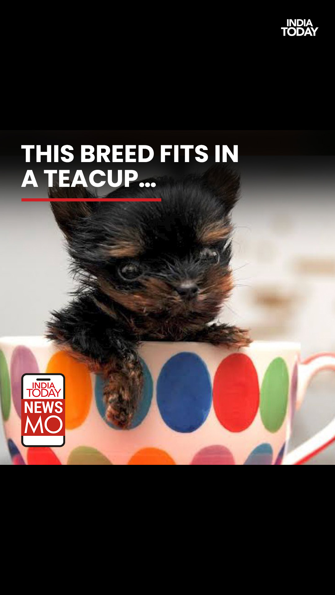 Dog that fits in a cup sale