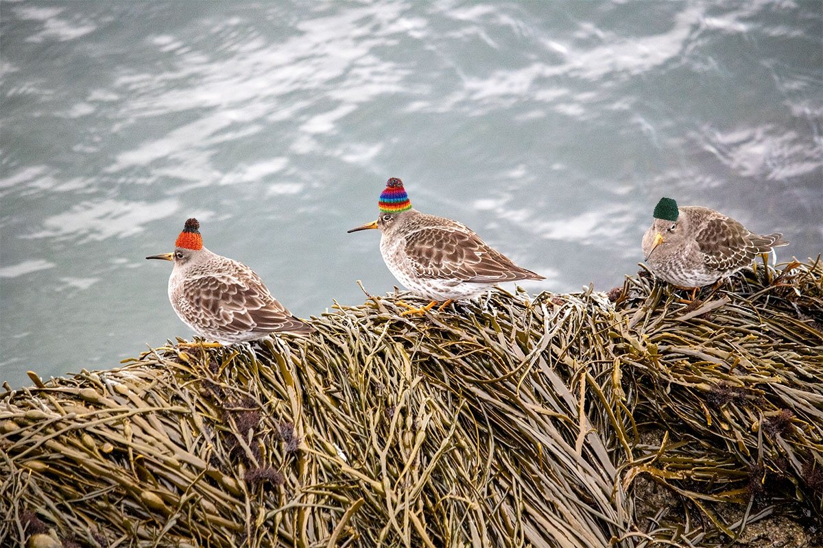 . <a href="/NoContxtBirders/">Out of Context Birdguides</a>