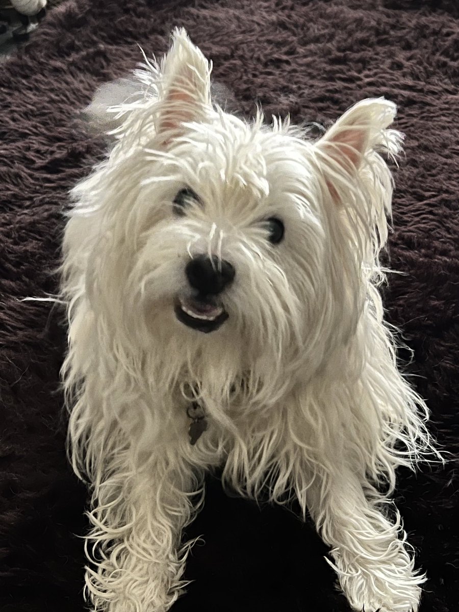 Sam Raincock tweet media