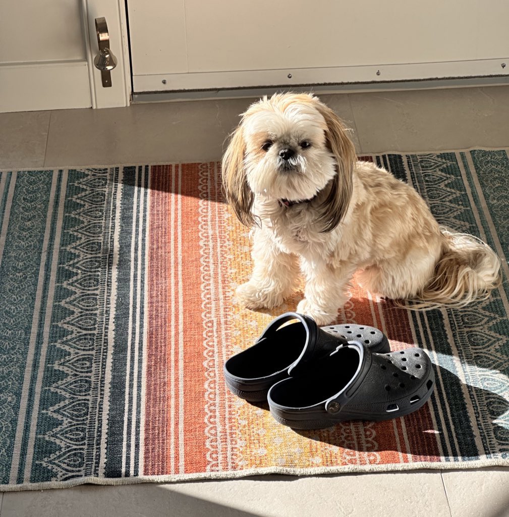 Sittin’ in the morning sun… happy Tuesday frens. I loves you! 💕
#DogsofX