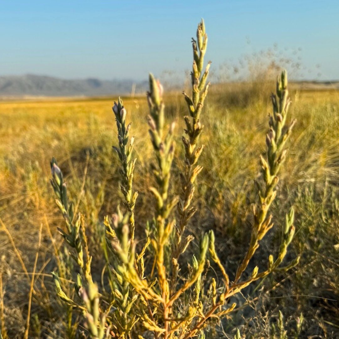 🌼 🌿 AC board member <a href="/naomibot/">Naomi Fraga @naomibot.bsky.social</a> conducting a botanical survey at Tecopa Ecological Reserve. The star of the day was Tecopa Birds Beak (Chloropyron tecopense), which is found only in the Amargosa River watershed.