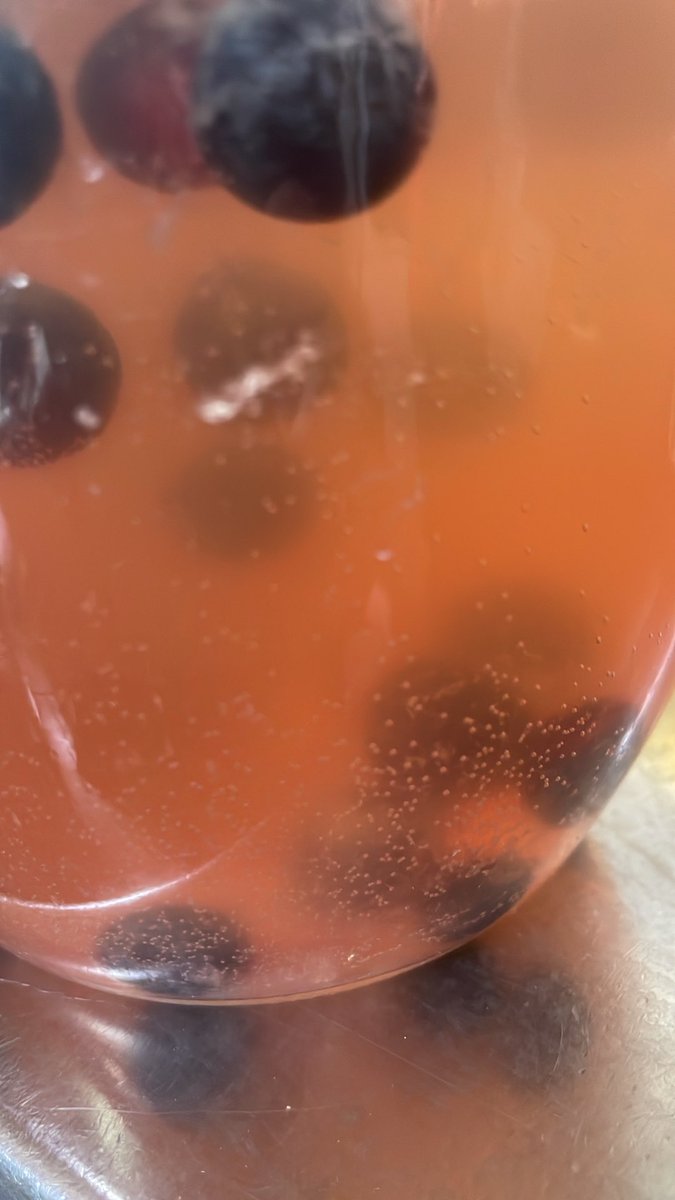 Mjasmax's tweet photo. Kombucha Vegan Gummies 🫐🍃 3….2…. #kombucha #coolfuelpt https://t.co/tm418xxB4o