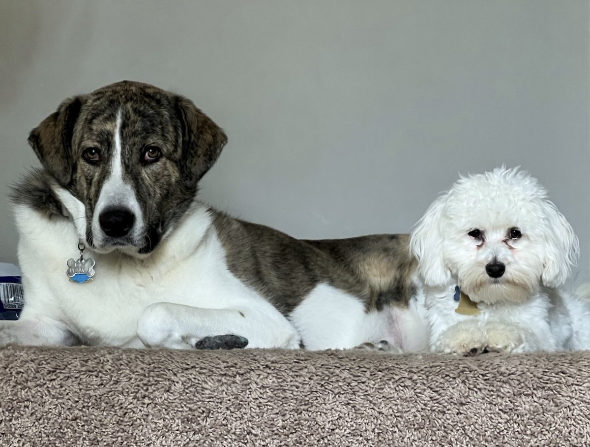 WaggingTailsPR's tweet image. Meet Lucy &amp;amp; Luna, our September Tail Waggers of the Month! These two adorable pups have been coming to Wagging Tails since 2011. Learn more about them on our website!  bit.ly/4d99PV7

#TailWaggersOfTheMonth #WaggingTails #DogsofTwitter