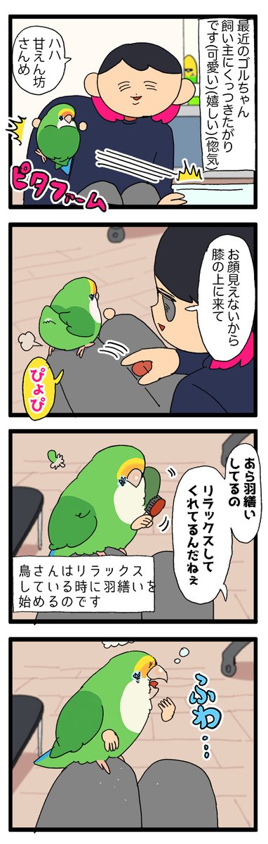 愛鳥が飼い主のことを信頼できる止まり木だと認定してくれてる事実があまりにも愛おしい😭😭😭のろけ日記です
1916 #えるポピの絵日記かくところ