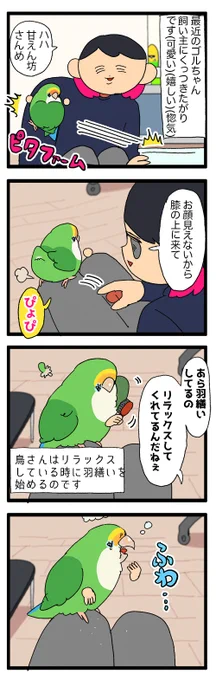 愛鳥が飼い主のことを信頼できる止まり木だと認定してくれてる事実があまりにも愛おしい😭😭😭のろけ日記です

1916 #えるポピの絵日記かくところ 