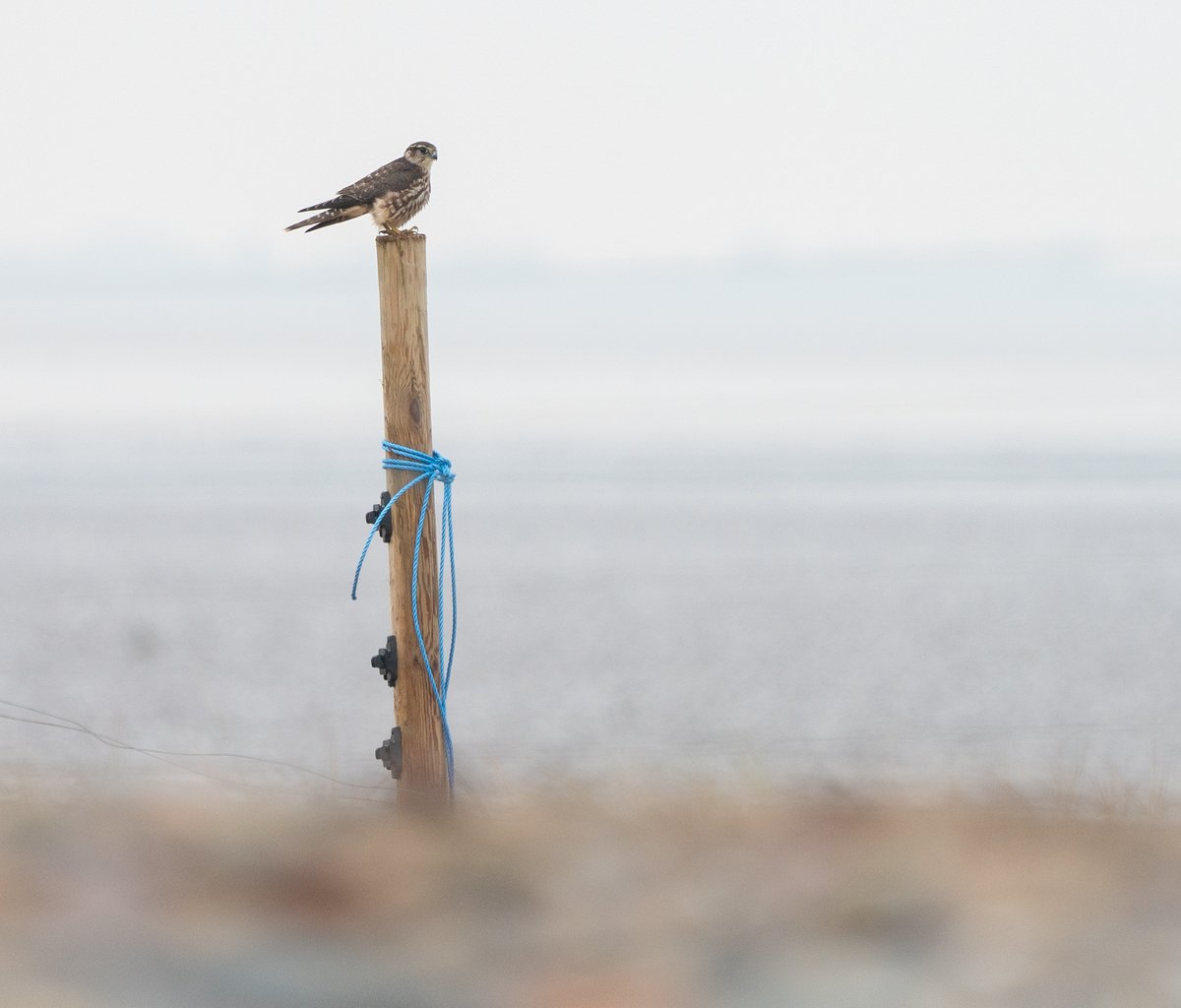 A few photographical highlights from a wonderful weekend at Migfest. Literally hundreds of birds every day, what more could one ask for? IDs in the ALT text.