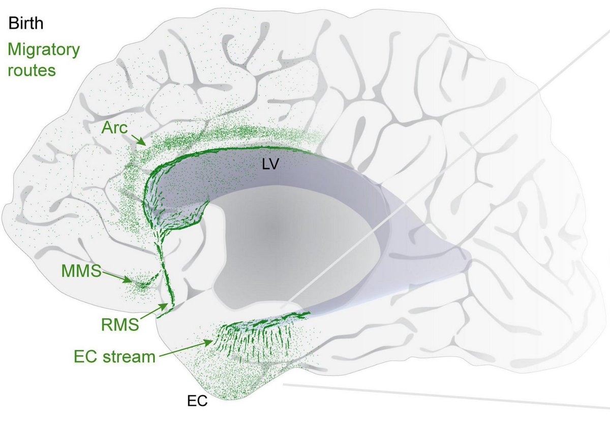 Shawn Sorrells tweet media