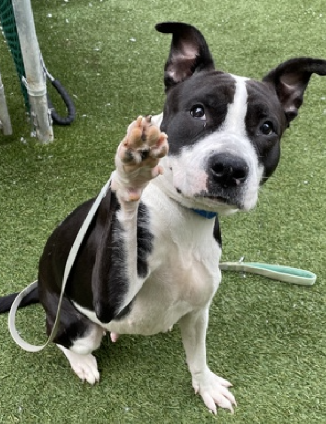NMBewitched's tweet photo. @TAP4ACCDOGS Here is your #Adoption Checklist #BackyardBarks
The dogs #TeamAnimal thinks are sublime
https://t.co/MymKvUBis0
#AdoptMe
Cookies n Cream #195141
Double Delight #203681
Peyton #197864
Azul #91198 https://t.co/uXRS8VYzgA