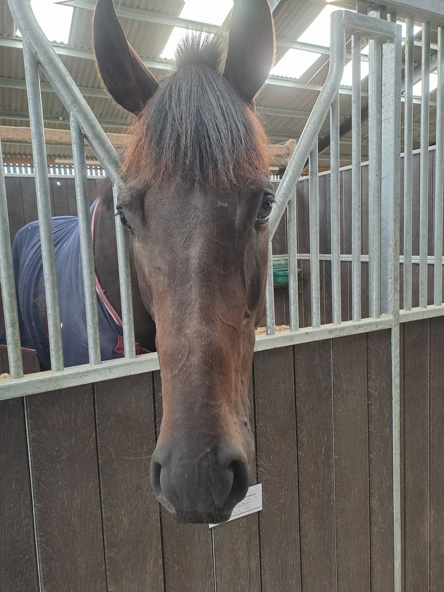 Thankyou <a href="/sedmundsracing/">Stuart Edmunds Racing</a> a lovely way to spend a couple of hours! #nationalRacehorseWeek