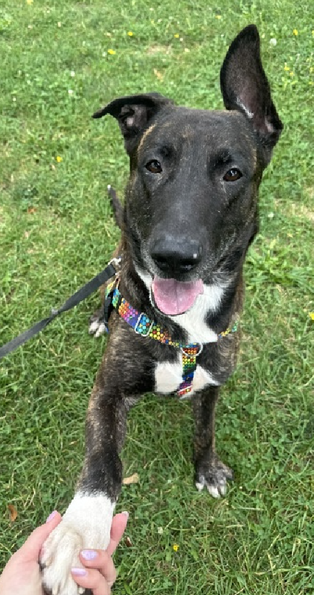 NMBewitched's tweet photo. @TAP4ACCDOGS Here is your #Adoption Checklist #BackyardBarks
The dogs #TeamAnimal thinks are sublime
https://t.co/MymKvUBis0
#AdoptMe
Cookies n Cream #195141
Double Delight #203681
Peyton #197864
Azul #91198 https://t.co/uXRS8VYzgA