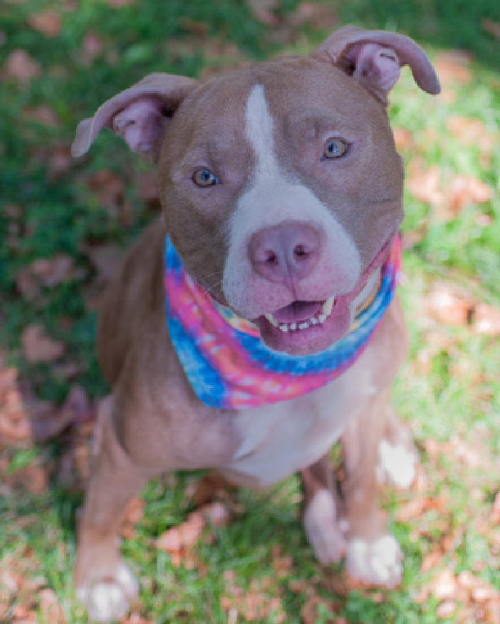 NMBewitched's tweet photo. @TAP4ACCDOGS Here is your #Adoption Checklist #BackyardBarks
The dogs #TeamAnimal thinks are sublime
https://t.co/MymKvUBis0
#AdoptMe
Cookies n Cream #195141
Double Delight #203681
Peyton #197864
Azul #91198 https://t.co/uXRS8VYzgA