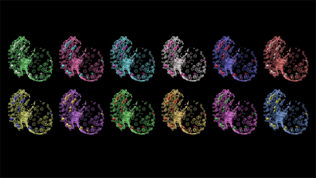 Inspired by Warhol’s transformative art 🎨, the beauty of science is equally captivating 🔬🧬. It reveals hidden beauty in complex systems, turning data into stunning revelations. #HSPCs #Endocardium #heart #zebrafish #SciArt #ScienceIsBeautiful #AndyWarhol