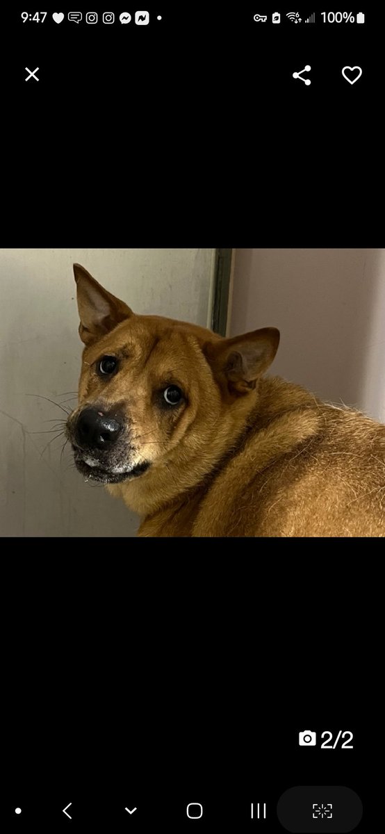 MyBoxerLuvMac1's tweet image. 💞Simba💞
▪️New Intake #147514 3y
#NYCACC 🎯

Precious sweetie's💔, after lost all.
Described as loving ppl, loyal.
Loves 2 run/play w balls.
Terrified, allows minimal handling.
Needs loving, N.East #Foster, 2 decompress.

DM @CathyPolicky
Pls #pledge 
💞S
nycacc.app/browse/147514