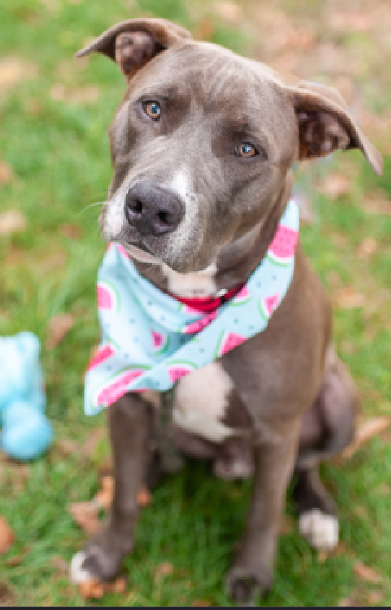NMBewitched's tweet photo. @TAP4ACCDOGS Here is your #Adoption Checklist #BackyardBarks
The dogs #TeamAnimal thinks are sublime https://t.co/MymKvUBis0
#AdoptMe
Iron Titus #203174
Burt #208853
Sandy #205586
Mysterio #208484 https://t.co/vNKSFMfLtD