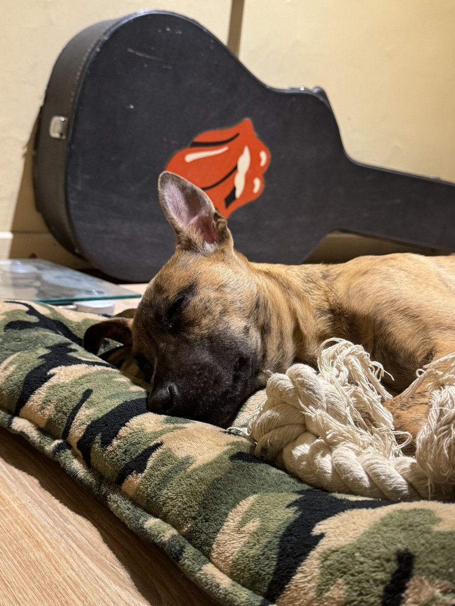 DocProgramador's tweet image. Que lindo tenerte, Laisa.