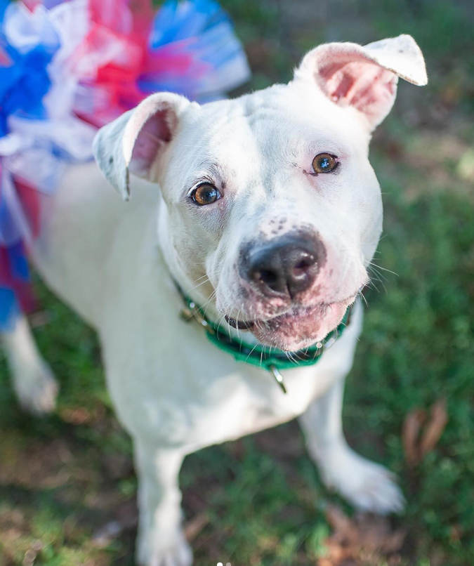 NMBewitched's tweet photo. @TAP4ACCDOGS Here is your #Adoption Checklist #BackyardBarks
The dogs #TeamAnimal thinks are sublime https://t.co/MymKvUAKCs
#AdoptMe
Bart #206965
Lovely Lola #26550
Starshine #209180
Griselda #207369 https://t.co/Bytu2hUqCV