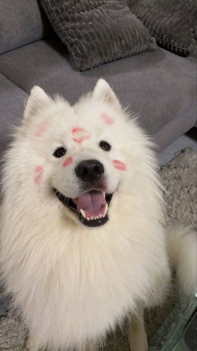 dogs so cute that could save the world tweet media
