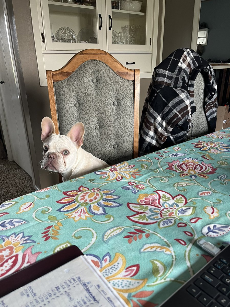 gbtangus's tweet image. Everyone needs a paperwork pal, right? 
#puppy
#fourleggedfriends 
#officework